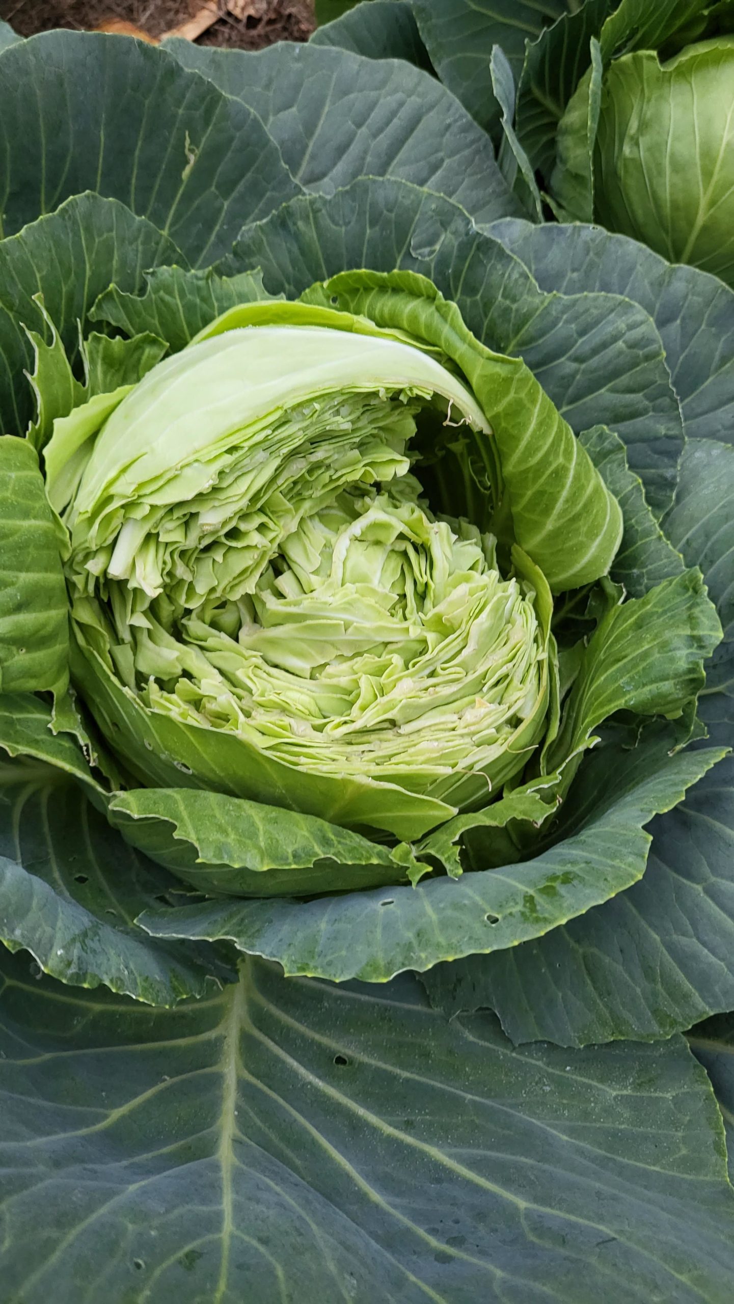 who ate my cabbage before I did? Dining and Cooking