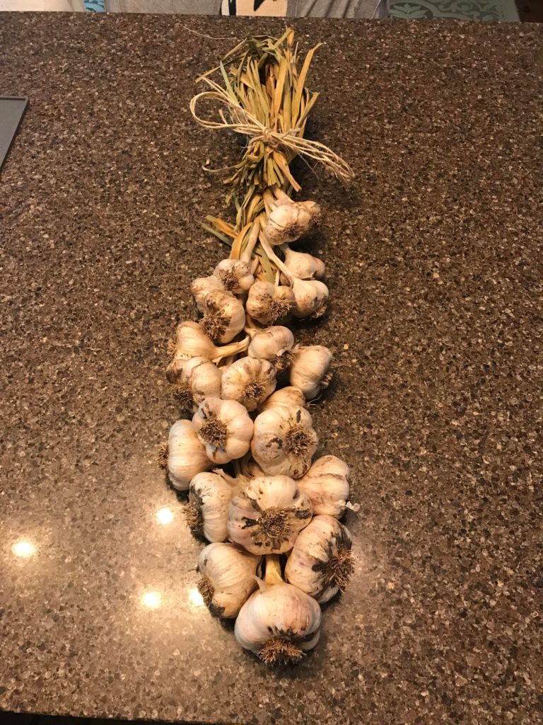 Finally braided my garlic