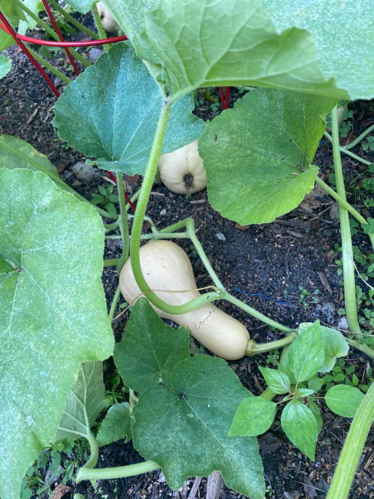 How do I know when my butternut squash is ready to pick?