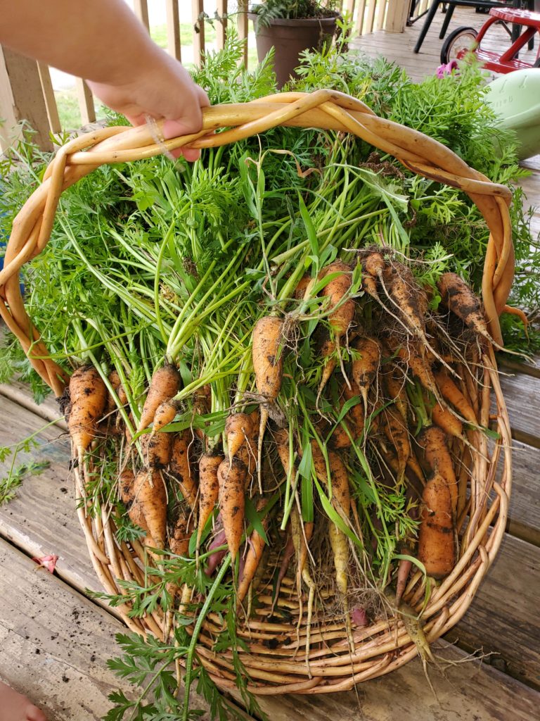 over 100 carrots harvested in 15 minutes.