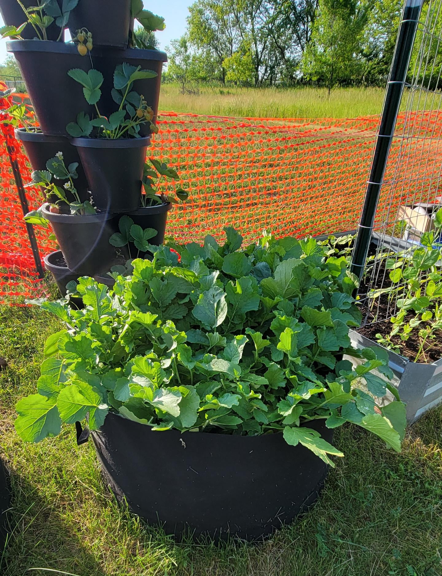 what can I do with all these daikon radish greens to preserve them