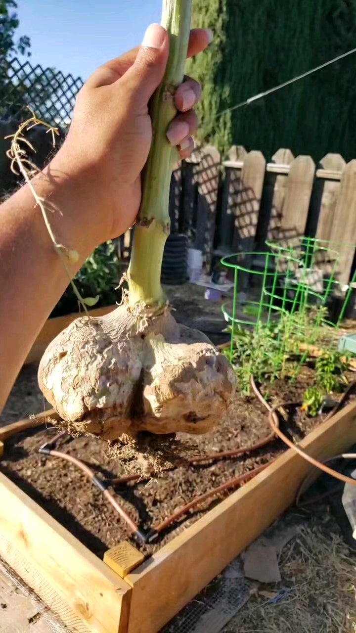 Now that's a radish! Pulled up one of my bolted radish plants after