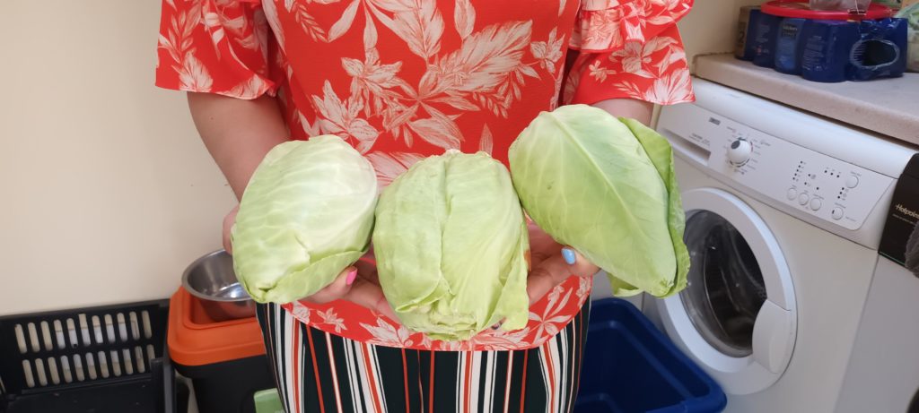 3 more cabbages harvested