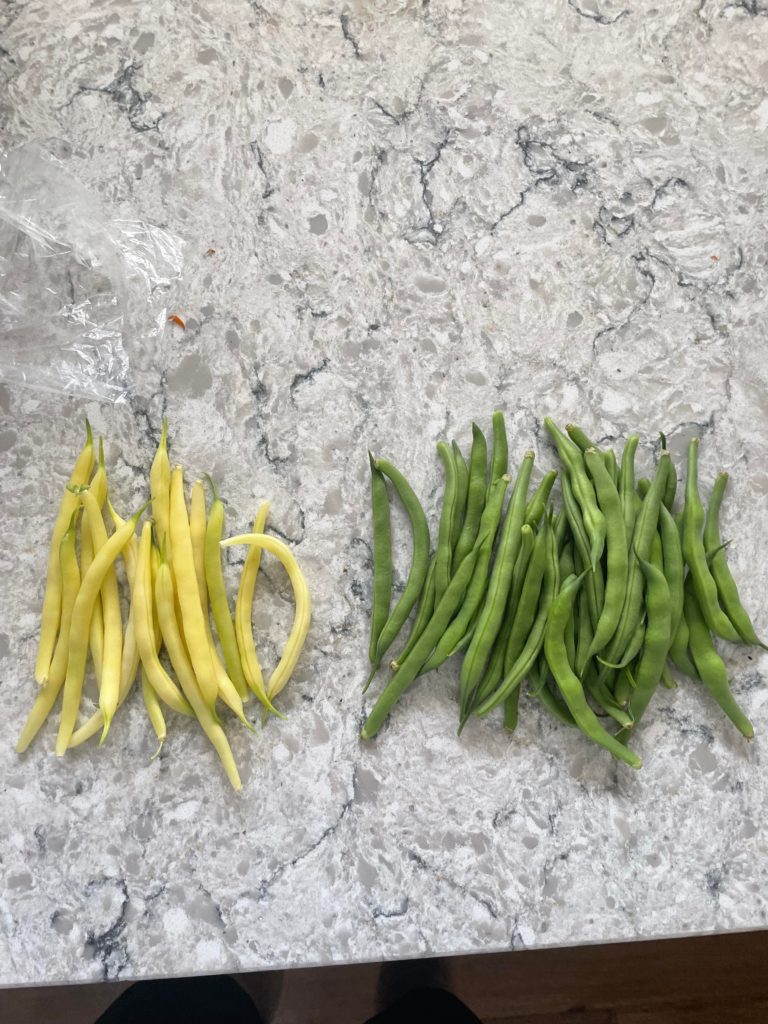 First Bean First bean harvest of the year! - Dining and Cooking