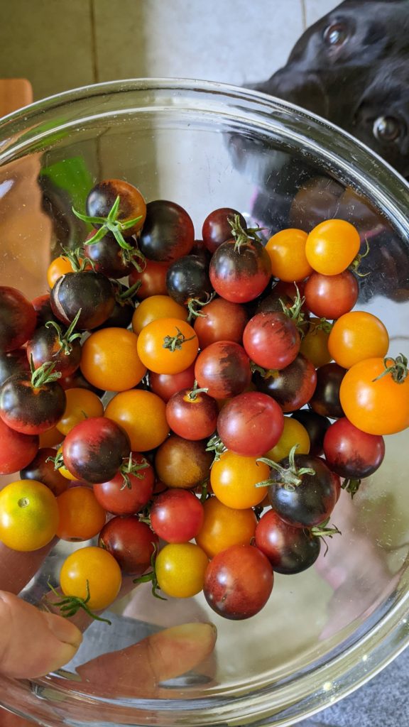Cherry tomatoes - Midnight Snack and yellow