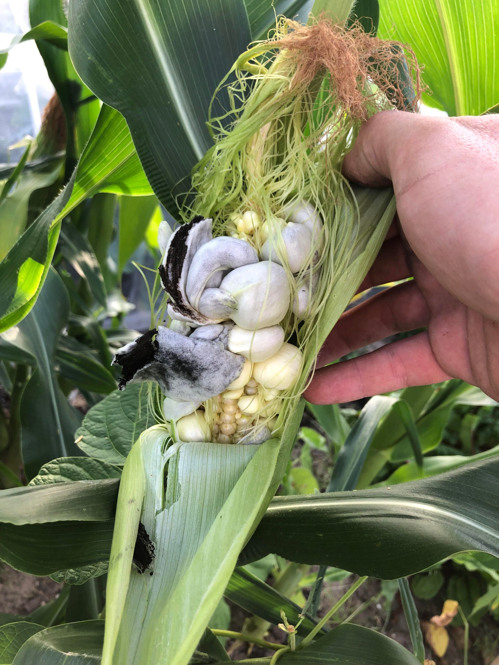 Is this some kind of disease in my corn? Dining and Cooking