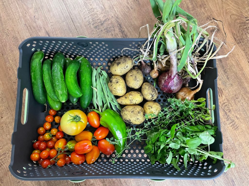 Biggest harvest to date!