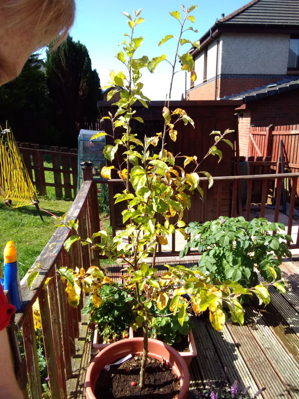 What's wrong with my Gala Apple Tree? Dining and Cooking