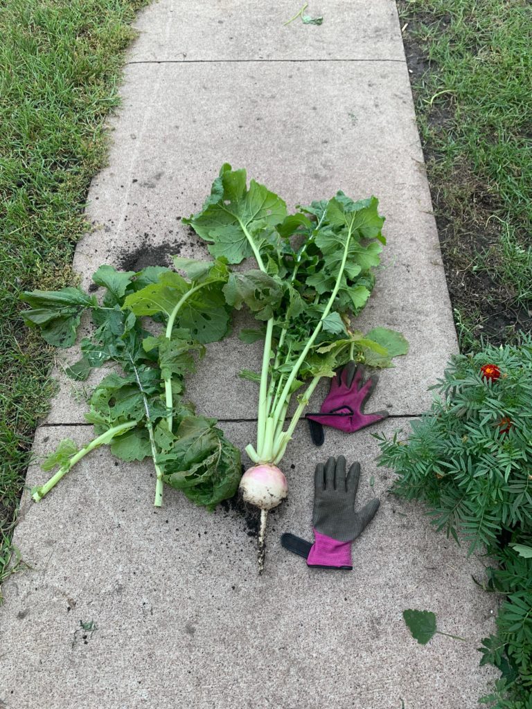 What is this? Turnip? Idr planting these and I don’t know what they are. Any help identifying us much appreciated. Thanks in advance.