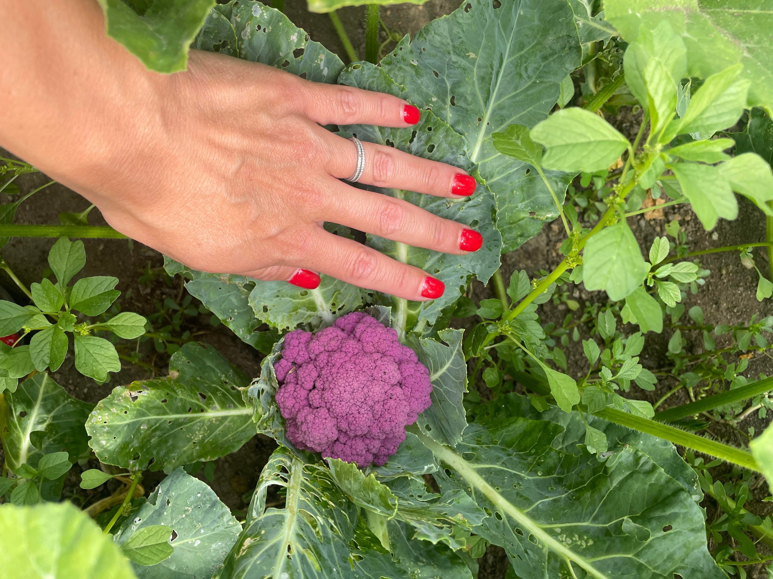 Purple cauliflower Dining and Cooking