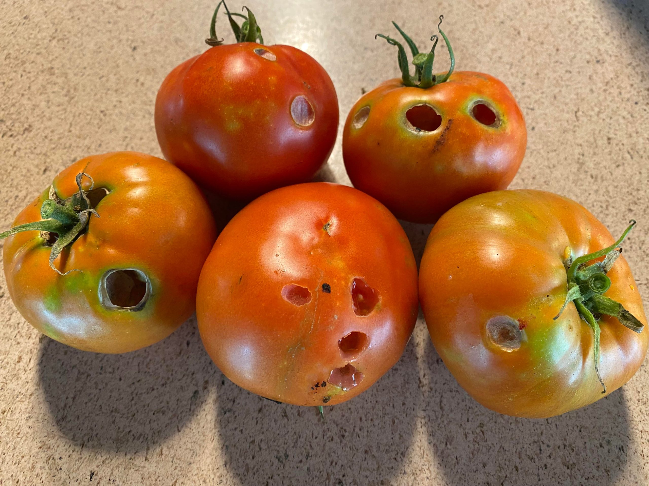 What’s eating my tomatoes? Dining and Cooking