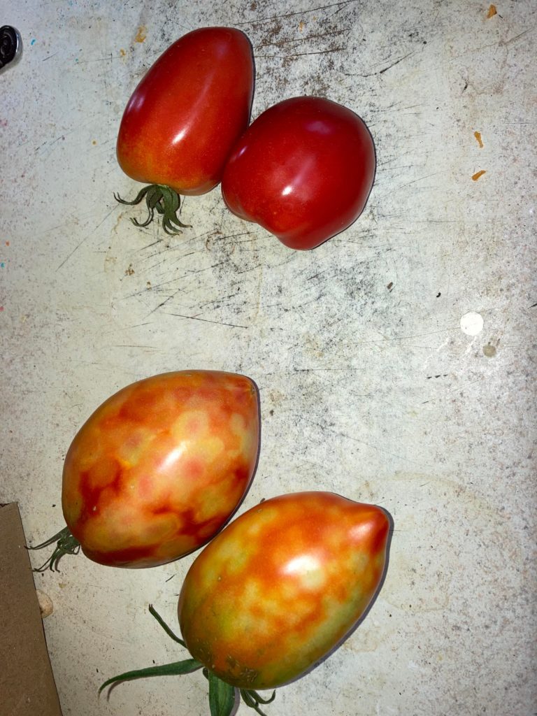 Mottled Tomatoes, Why?