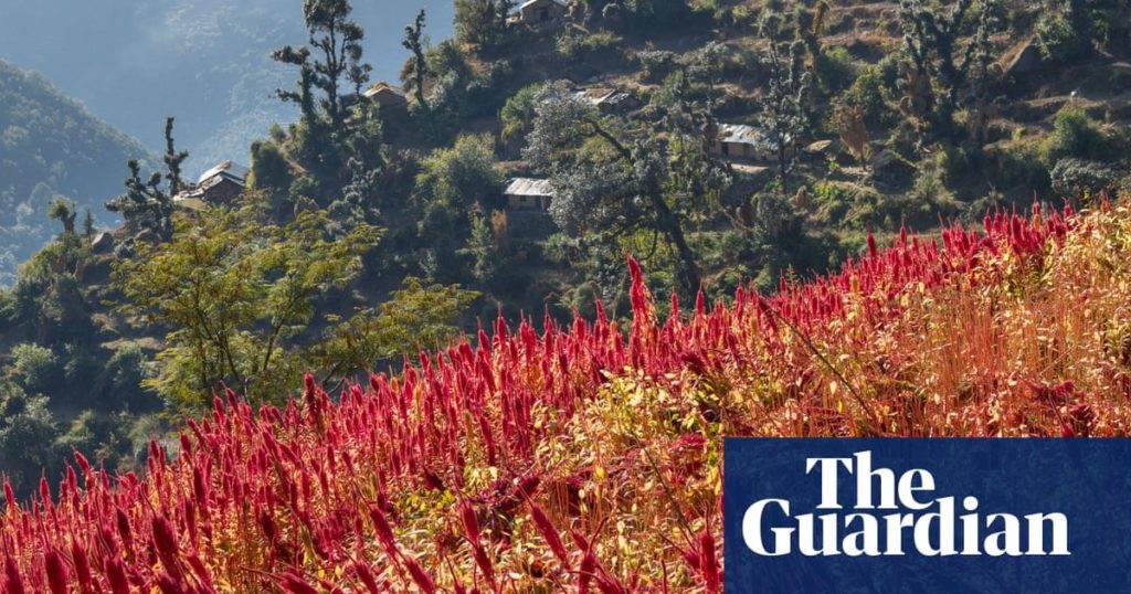 Diet for a hotter climate: five plants that could help feed the world | Environment