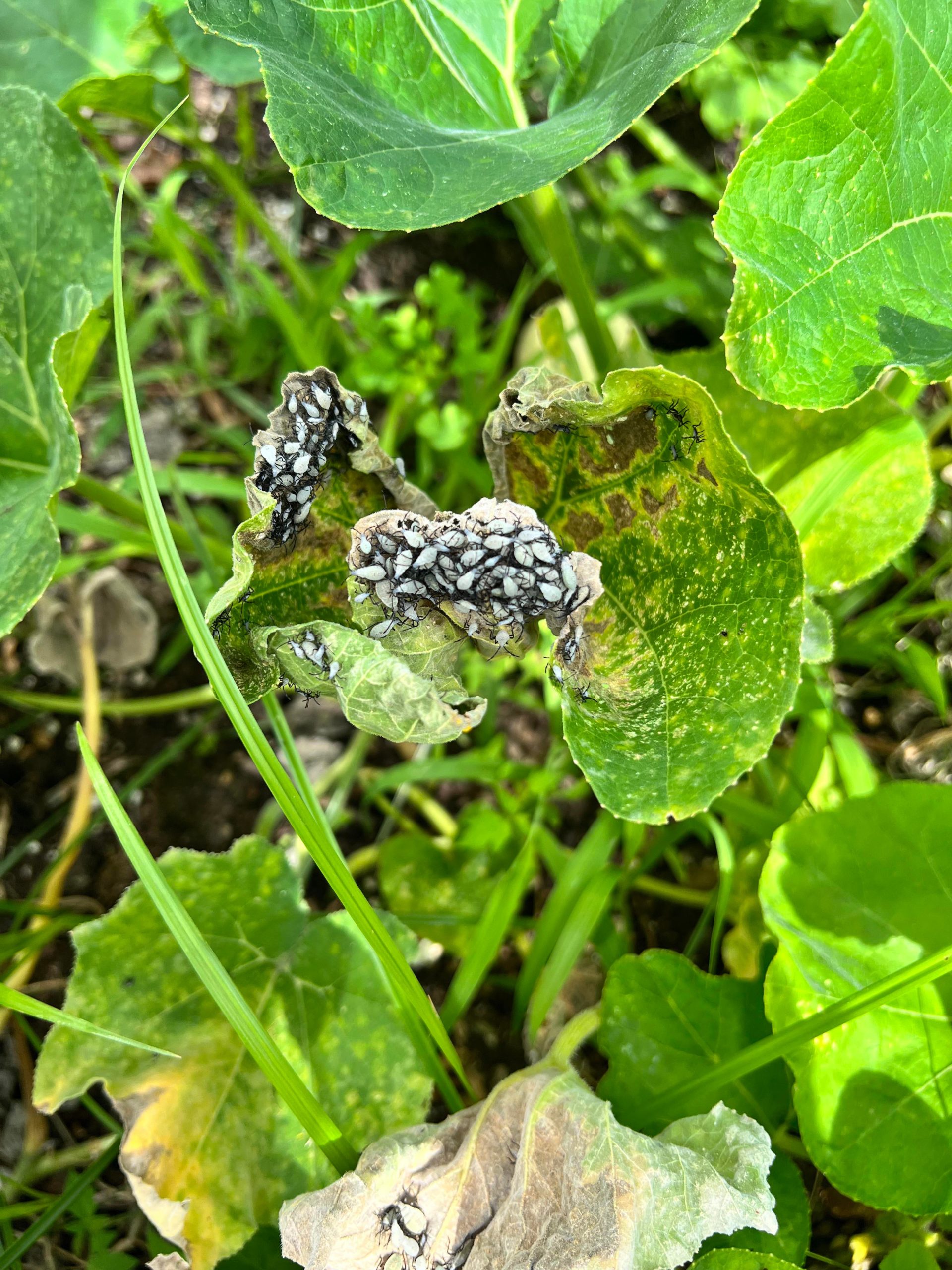 What bug is eating my squash plant? Dining and Cooking