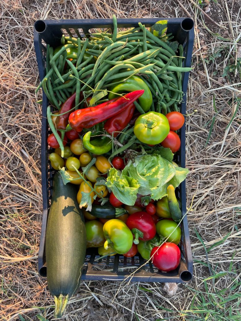 Last summer harvest
