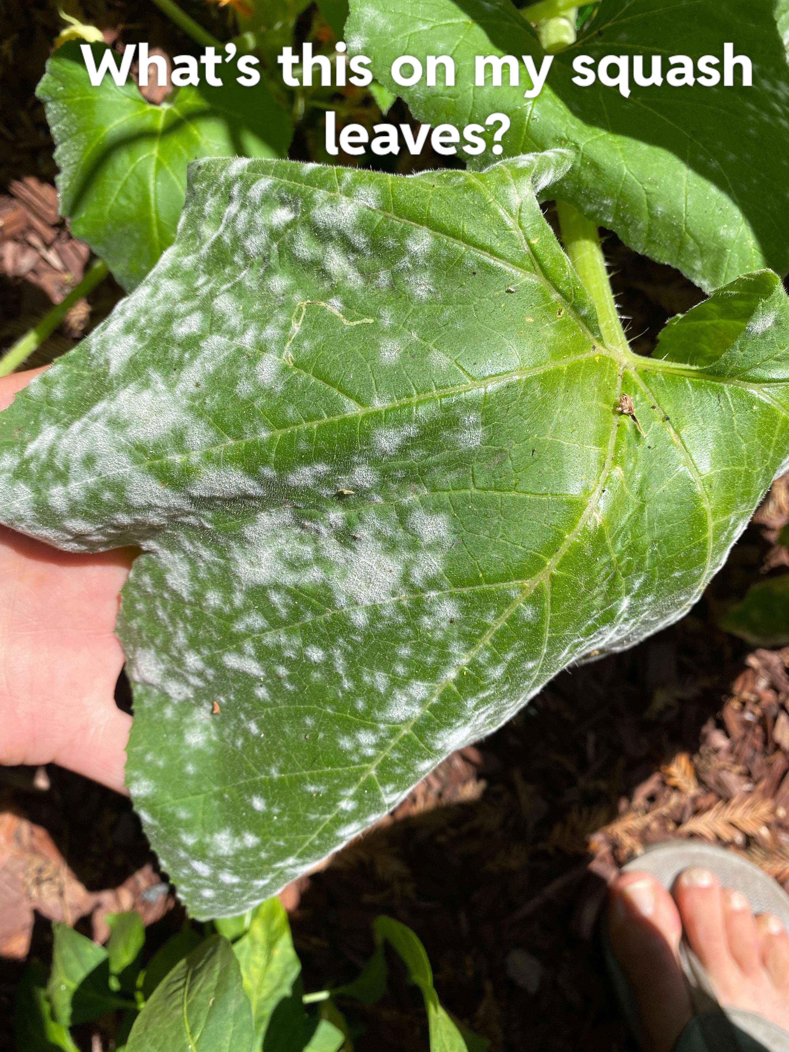 Help Identifying white fuzz/spots on squash leaves Dining and Cooking