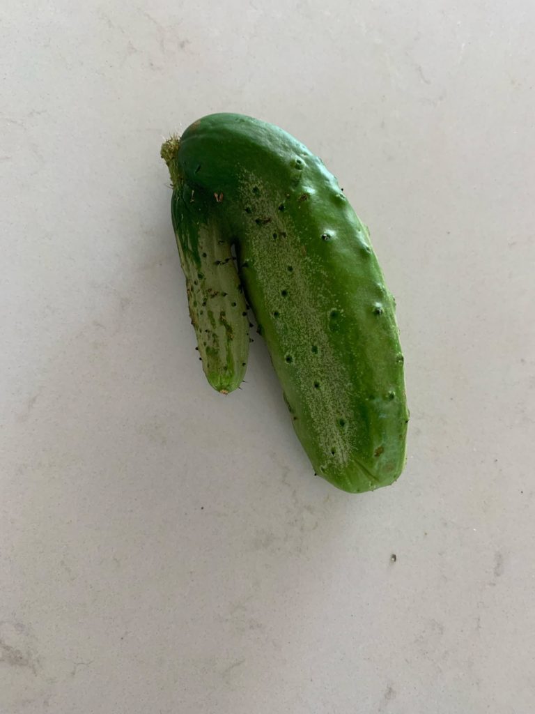 Seen a lot of weird shaped veg on this sub, but had to show you this one