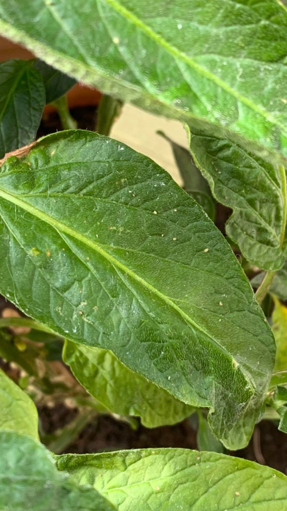 White spots on plants - help needed