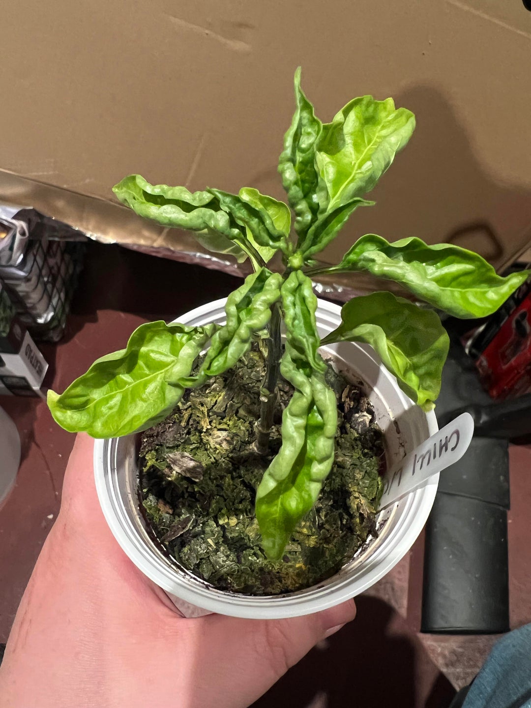 What’s going on with my chilli plants??? Dining and Cooking