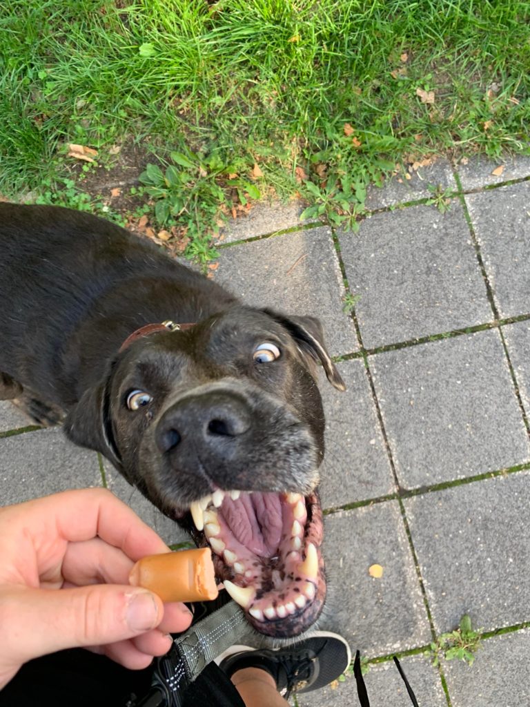 Even dogs like veggie sausages
