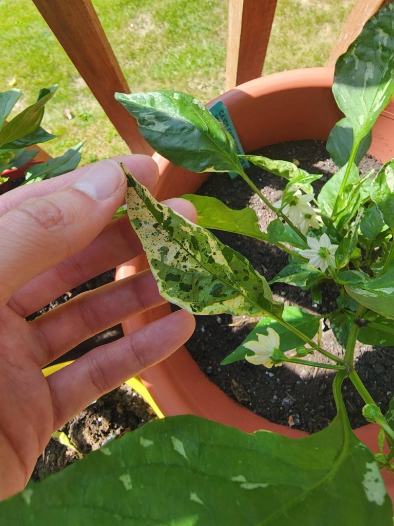 What is going on with my pepper plant's leaves?