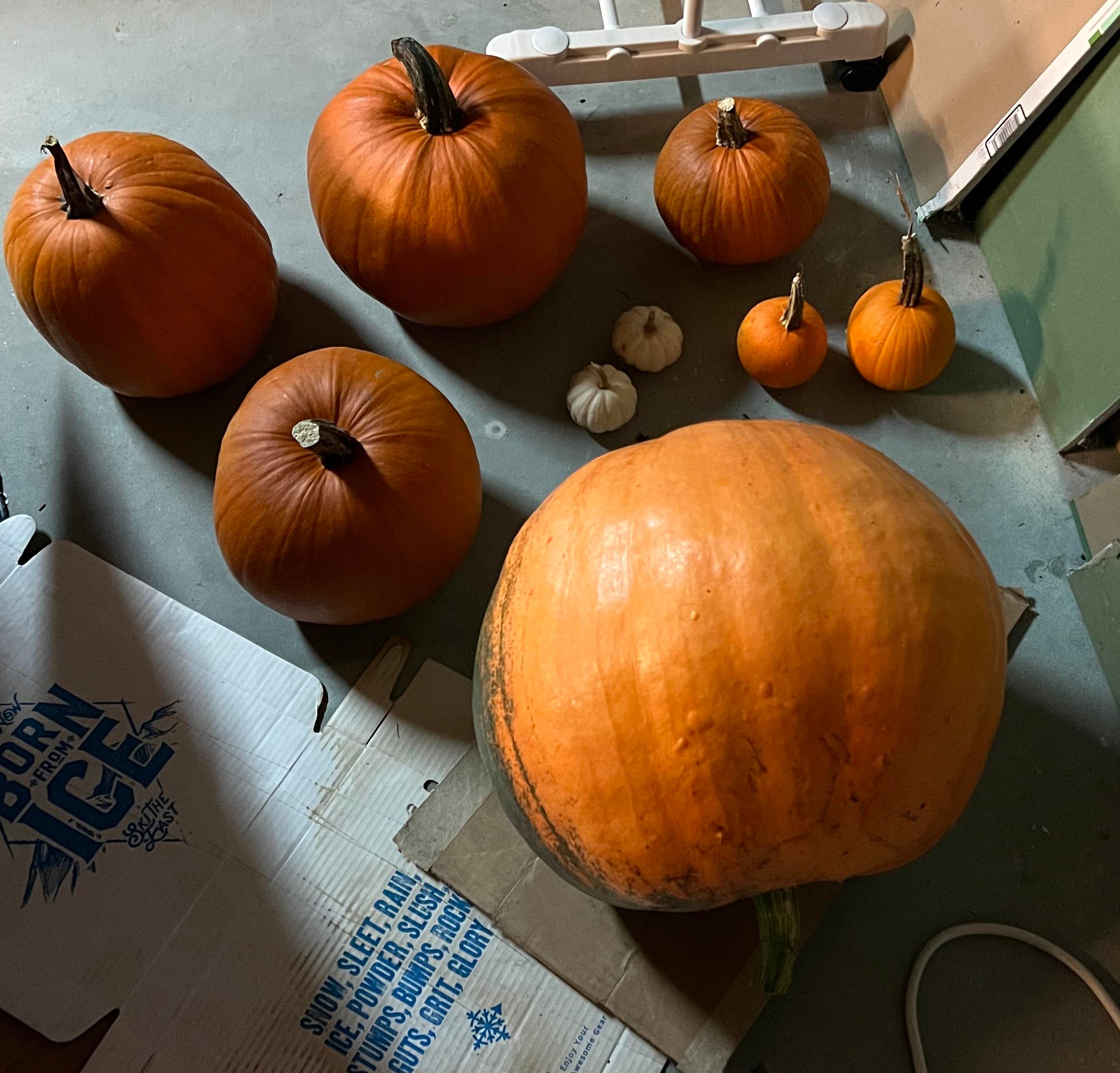 Guaranteed Pumpkin Harvest: Understanding Female Flower Development - 5c40f2g