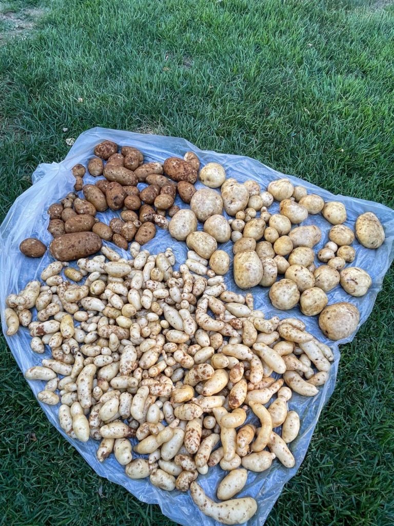 40lb potato harvest! Yukon gold, Caribou Russet and Russian Fingerling! 🥔