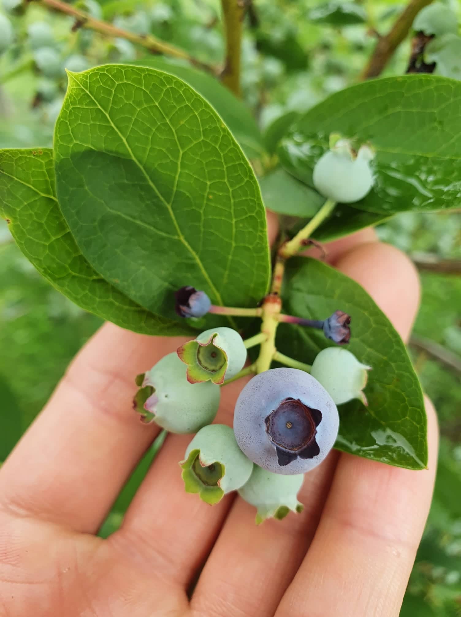 Isn't it crazy that my blueberries are still growing (since July