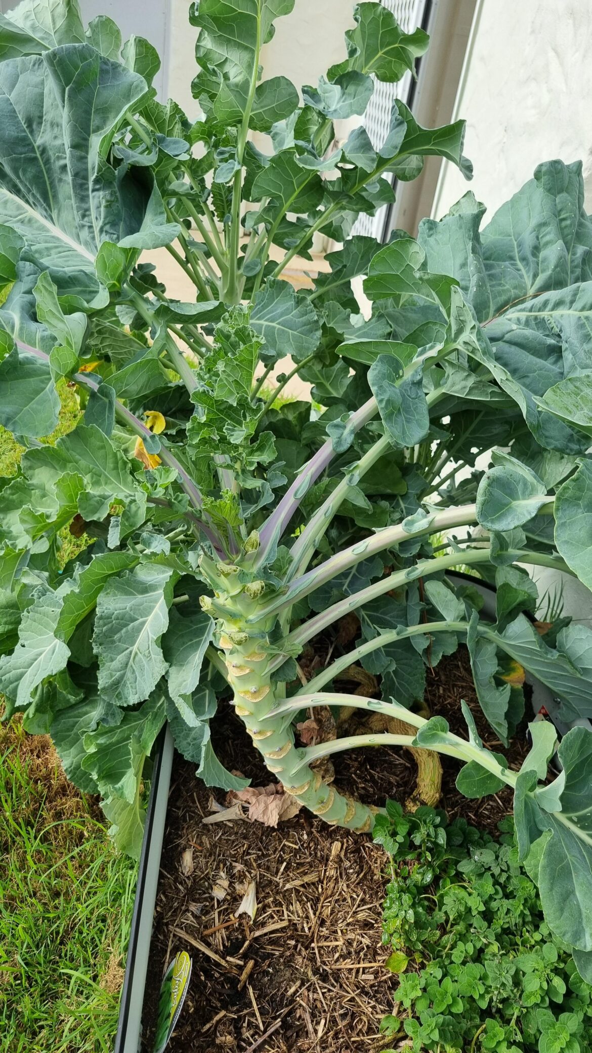 Is my (purple) broccoli meant to look like this? It's been 5 months.