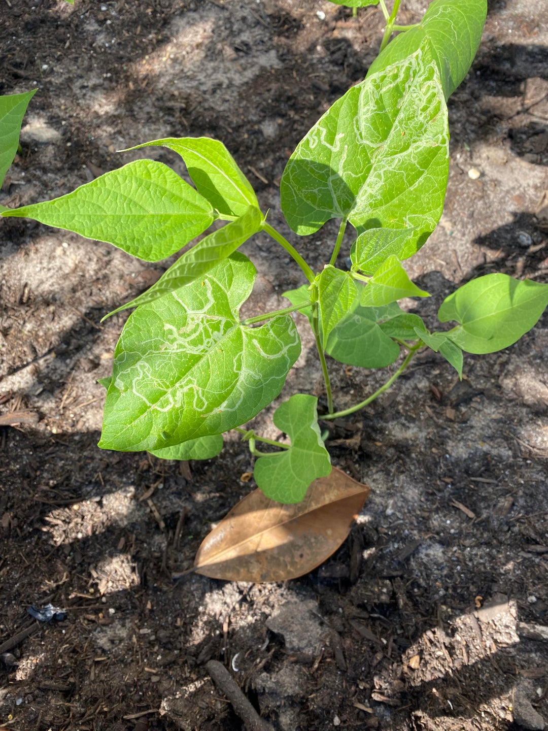 Green Beans Zone 9B at Pamela Ledet blog