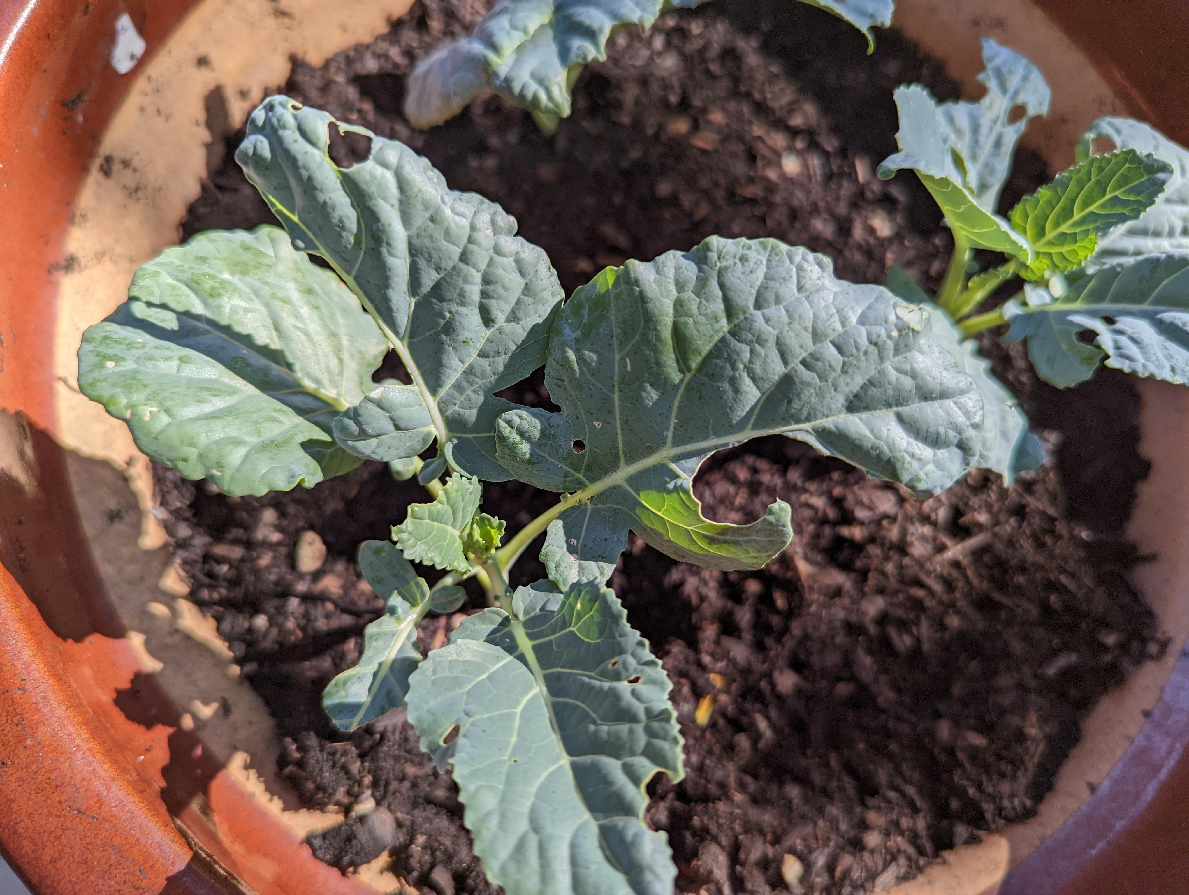 pest eating broccoli leaves Dining and Cooking