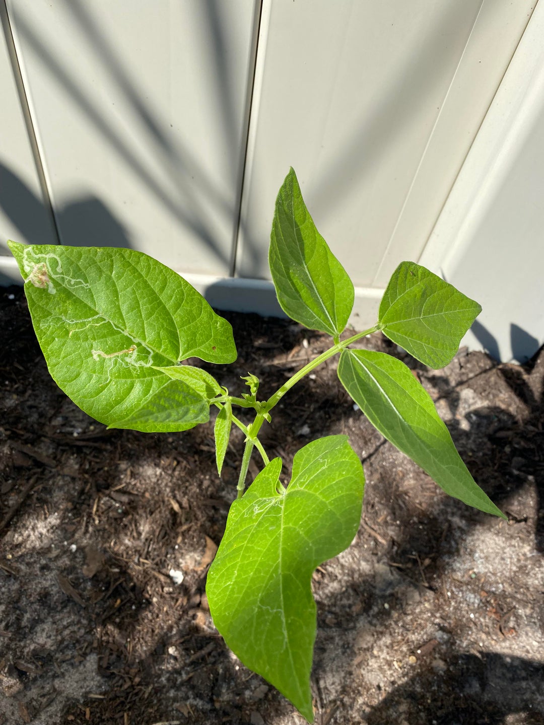 Green Beans Zone 9B at Pamela Ledet blog
