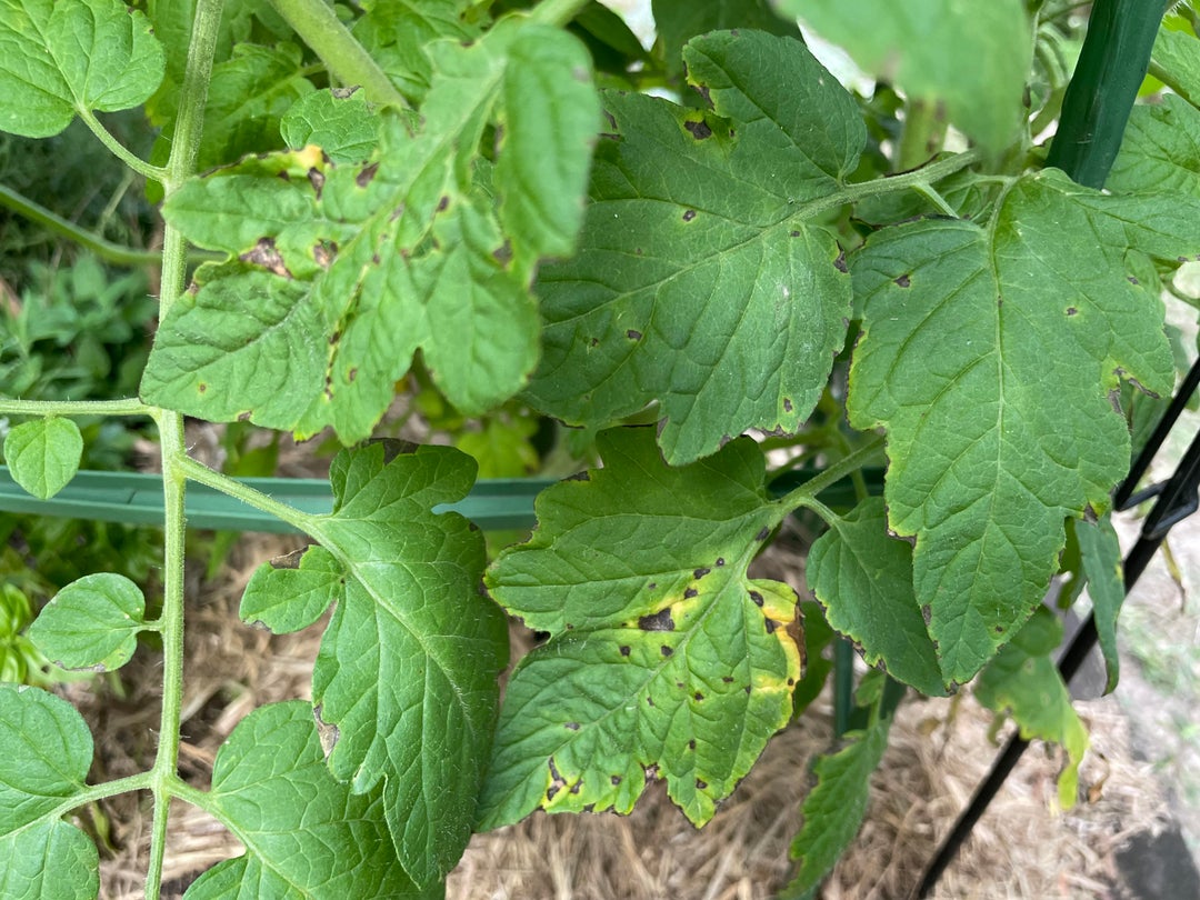 What is wrong with my tomato plant? Dining and Cooking