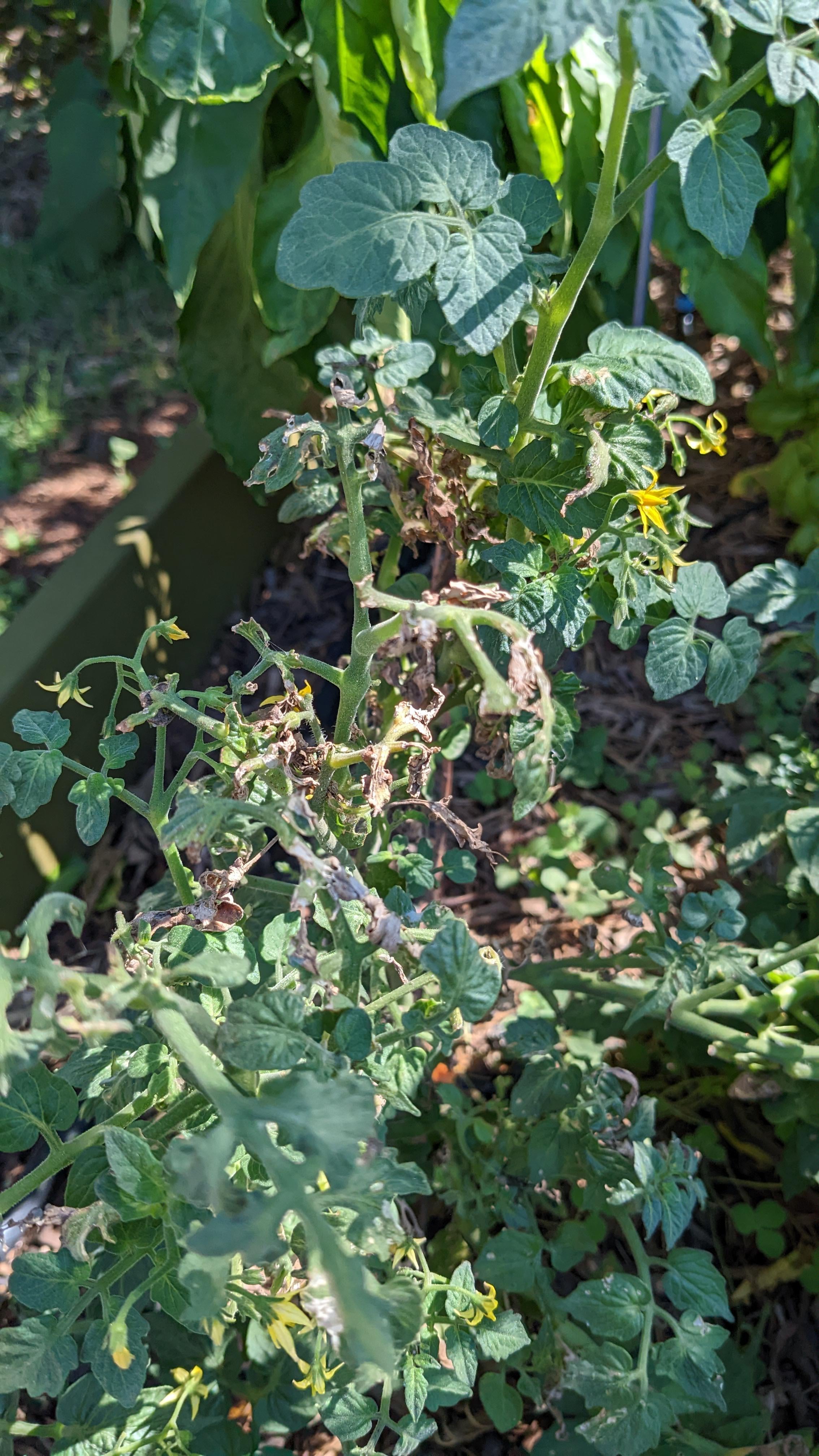 What is causing some of the wilt leaf damage on my cherry tomato plants