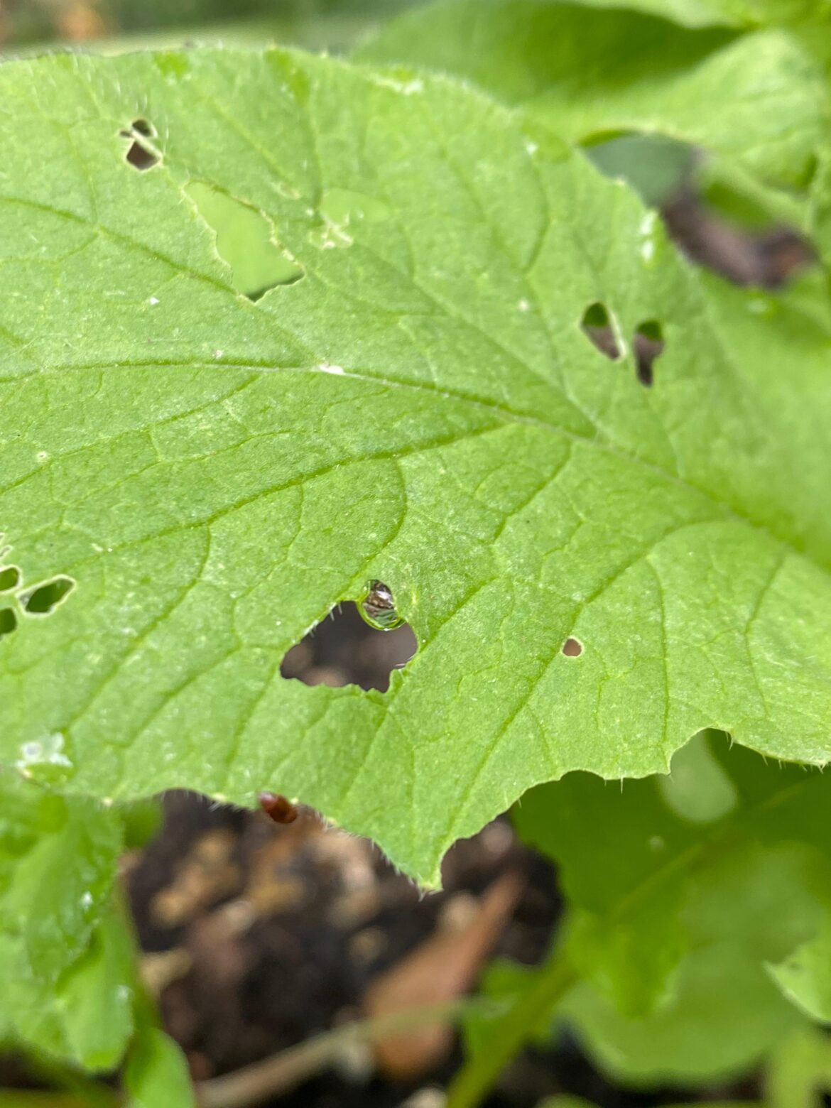 What is eating my radishes?