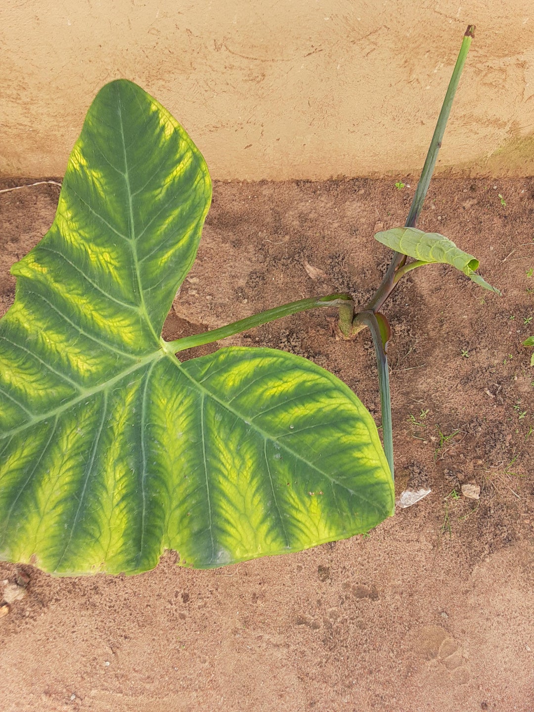 why is it turning yellow? the one coming out has yellowish dots on it