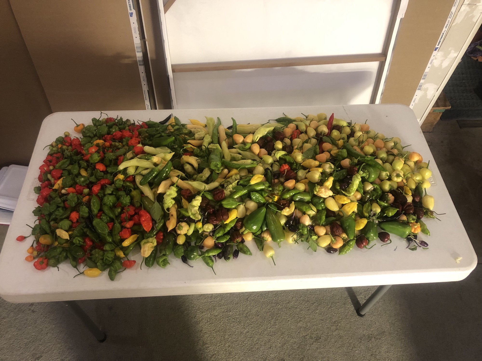 end-of-season-pepper-harvest-nearly-18lbs-dining-and-cooking
