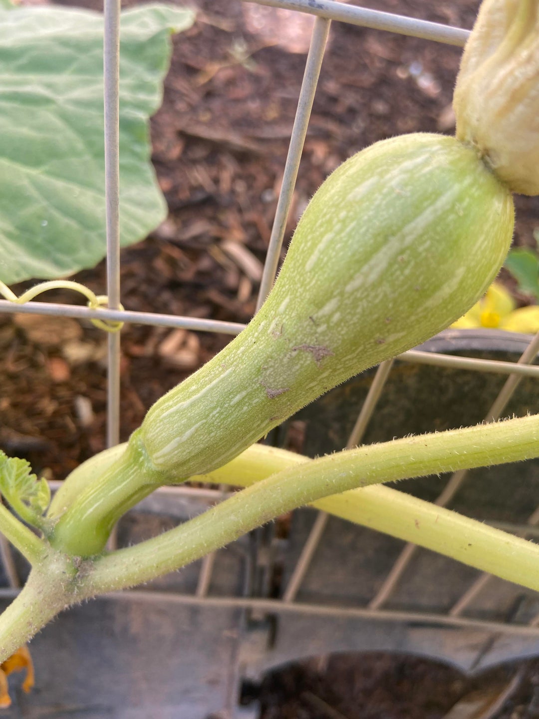 My butternut squash plant is producing females first 🤔 56 females and no males Dining and Cooking