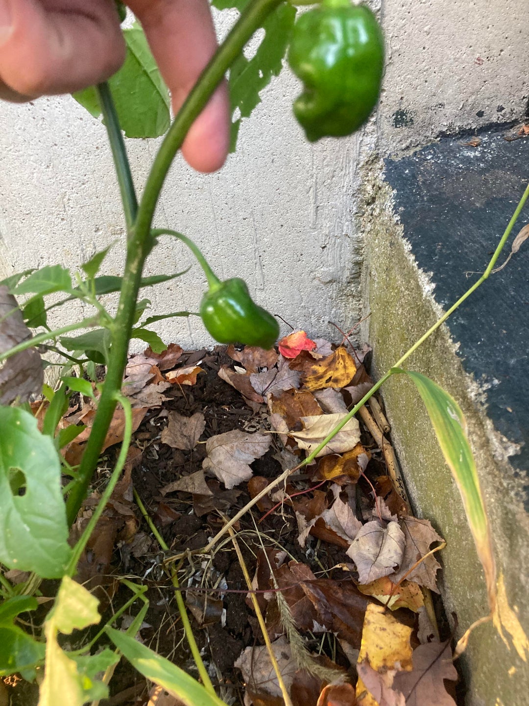 Jalapeños are somehow still growing. No frost yet in my part of MA