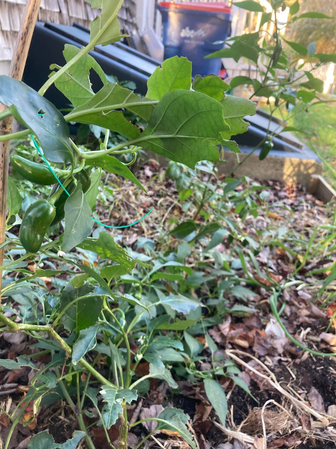 Jalapeños are somehow still growing. No frost yet in my part of MA