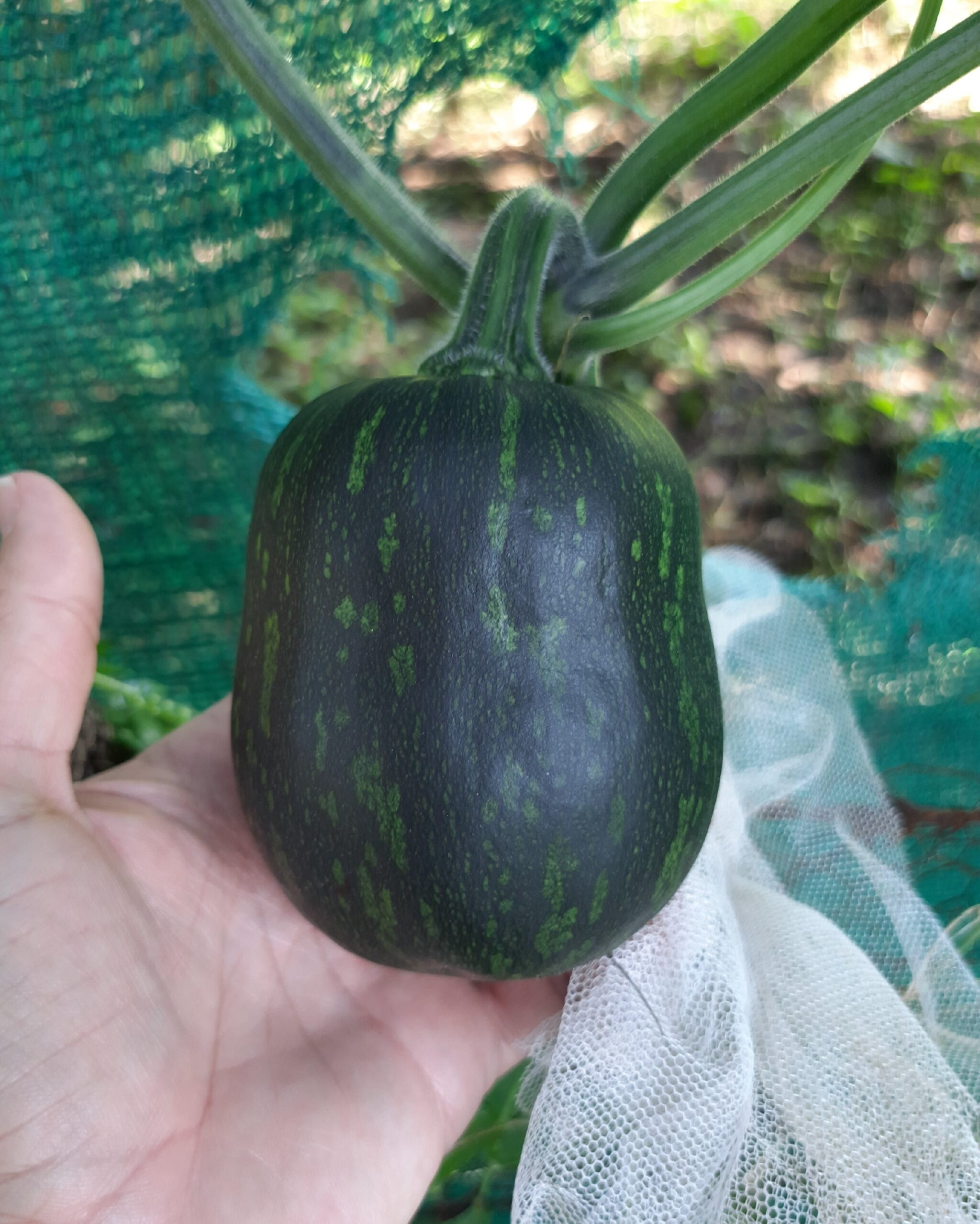 Guatemalan green fleshed ayote squash Dining and Cooking