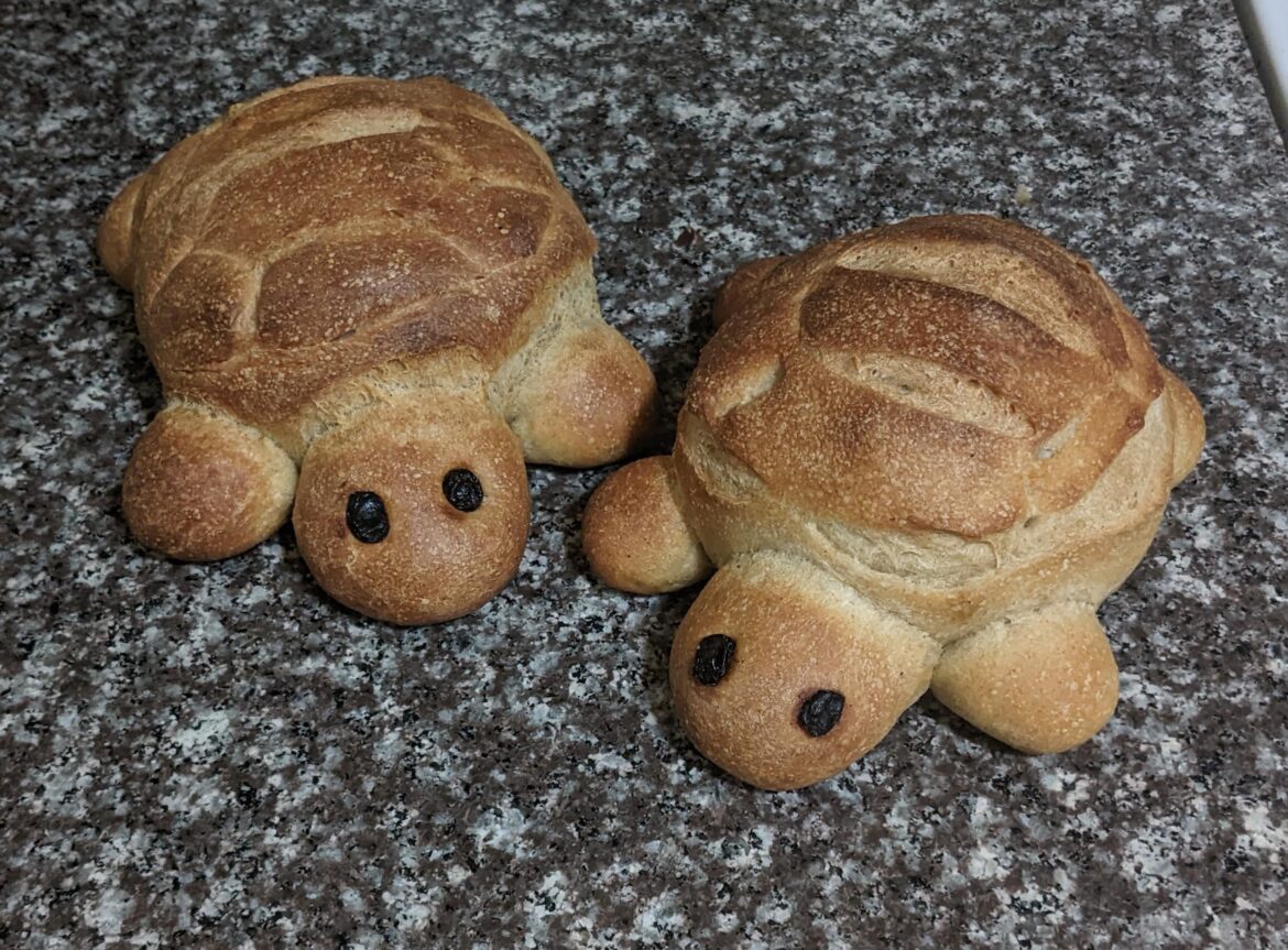 Sourdough Turtle Bread!