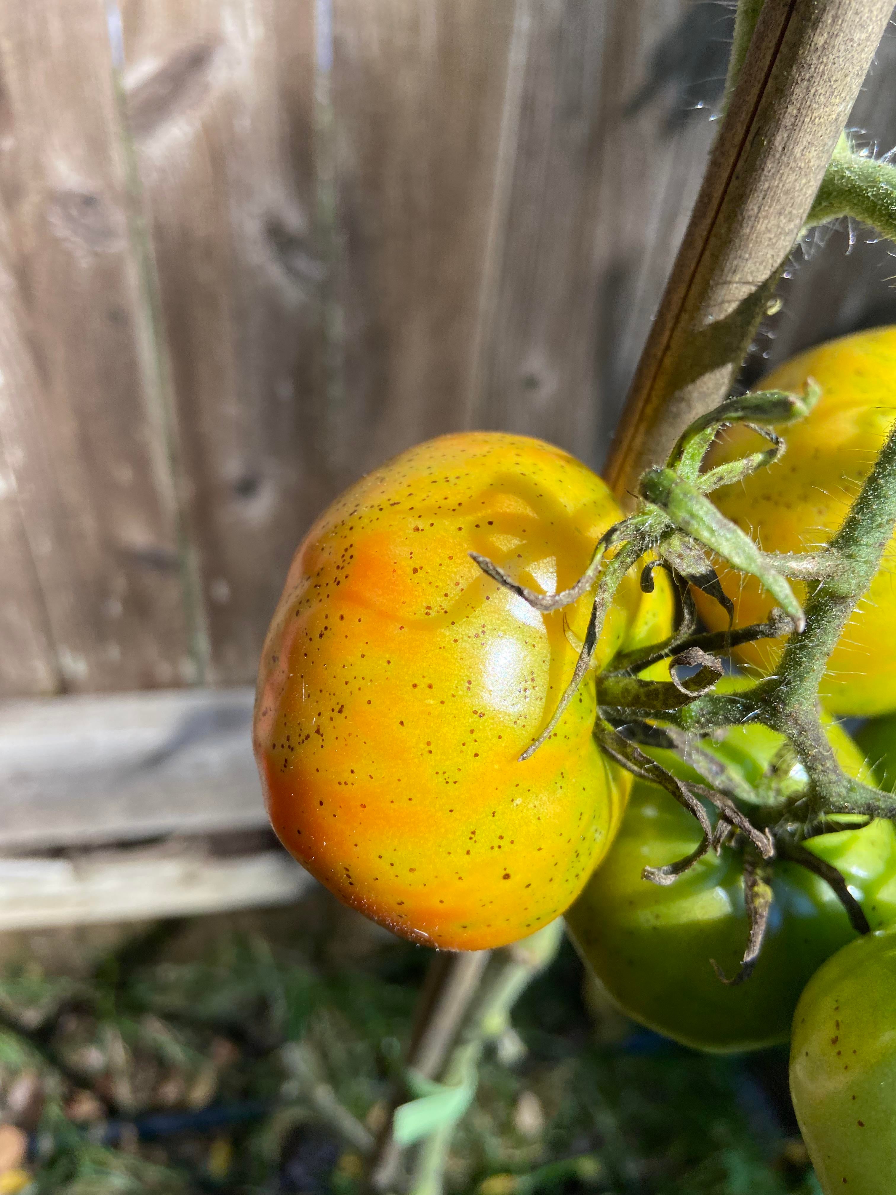 Can you eat tomatoes with black spots? - Dining and Cooking