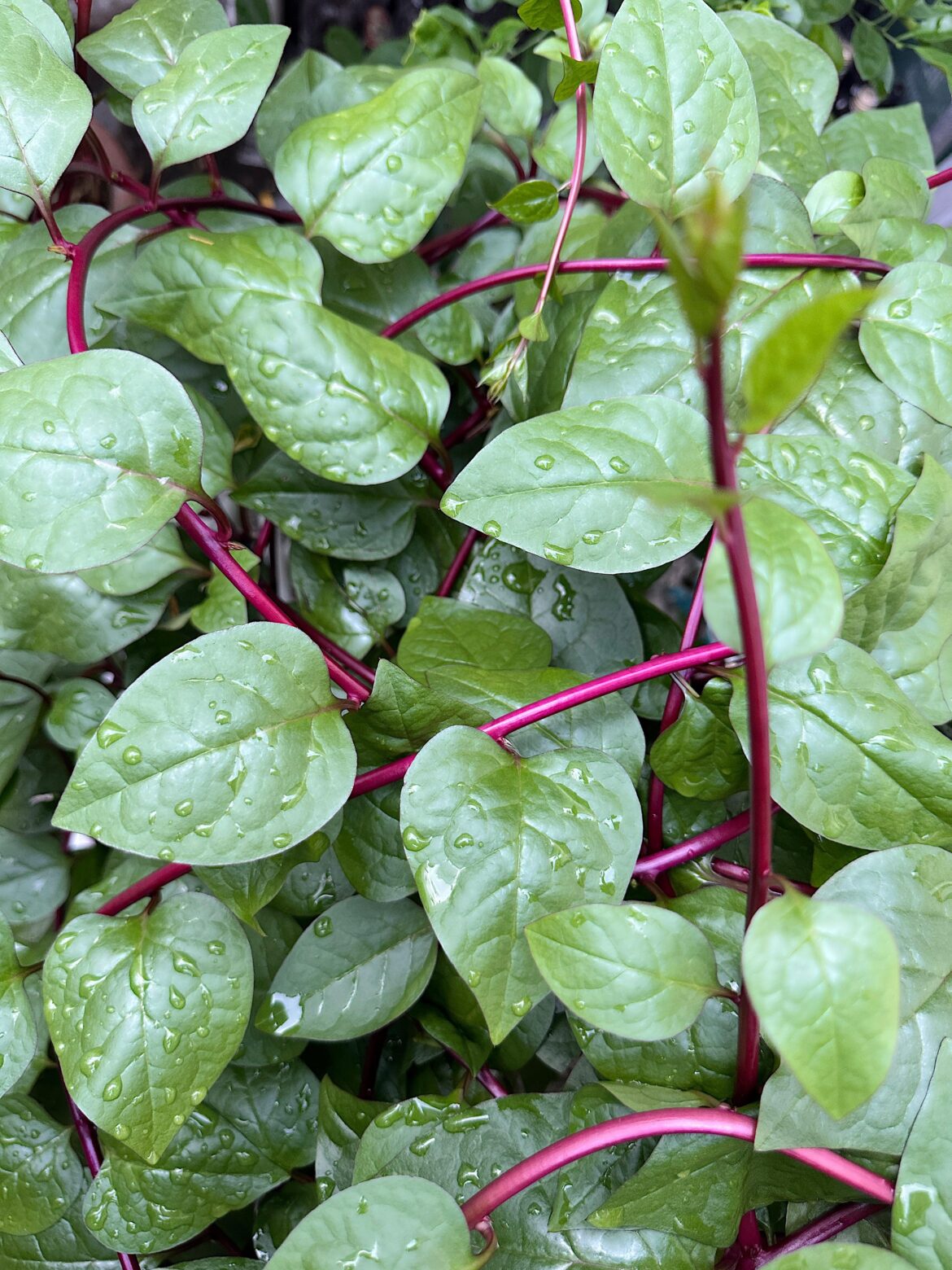Alugbati (Malabar Spinach) Easy and fast to grow