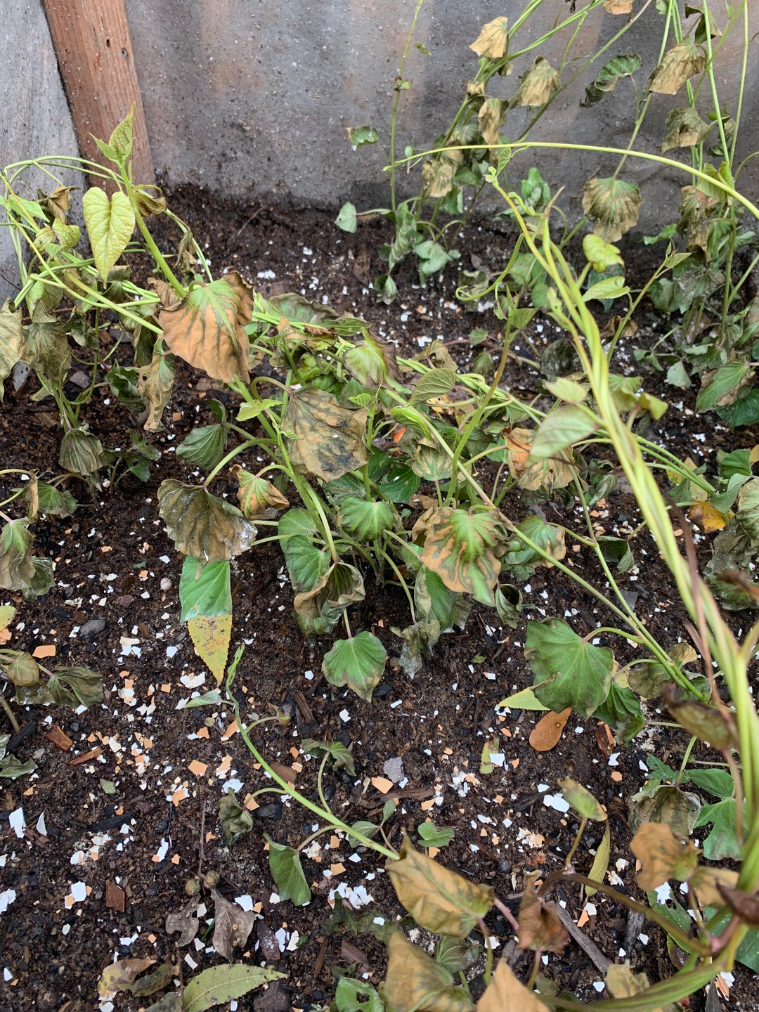 Help with sweet potatoes?! Zone 9 (I think). Texas gulf coast. Dining