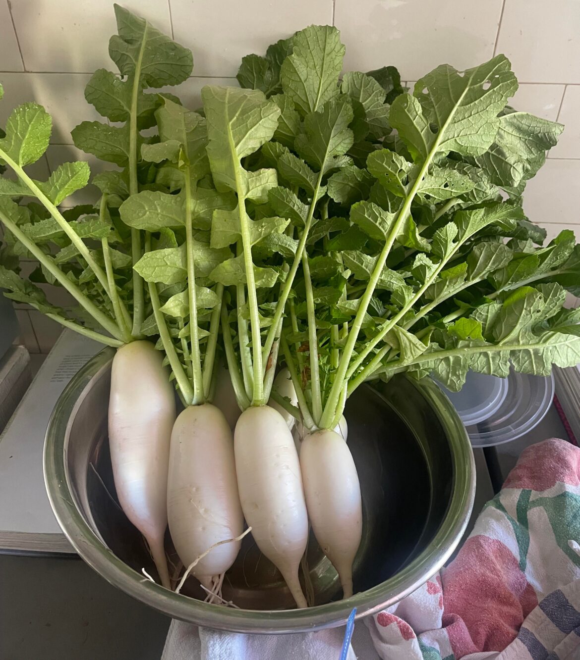 What’s the name again for the kimchi you make with the radishes that aren’t huge but aren’t tiny either?