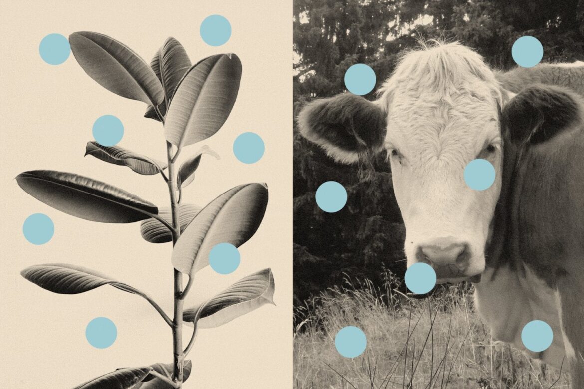 Washington Post says plant protein beats animal protein