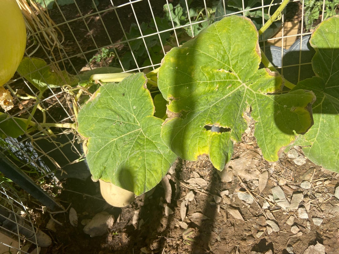 Is my squash plant dying? Only have the one squash and it’s looking
