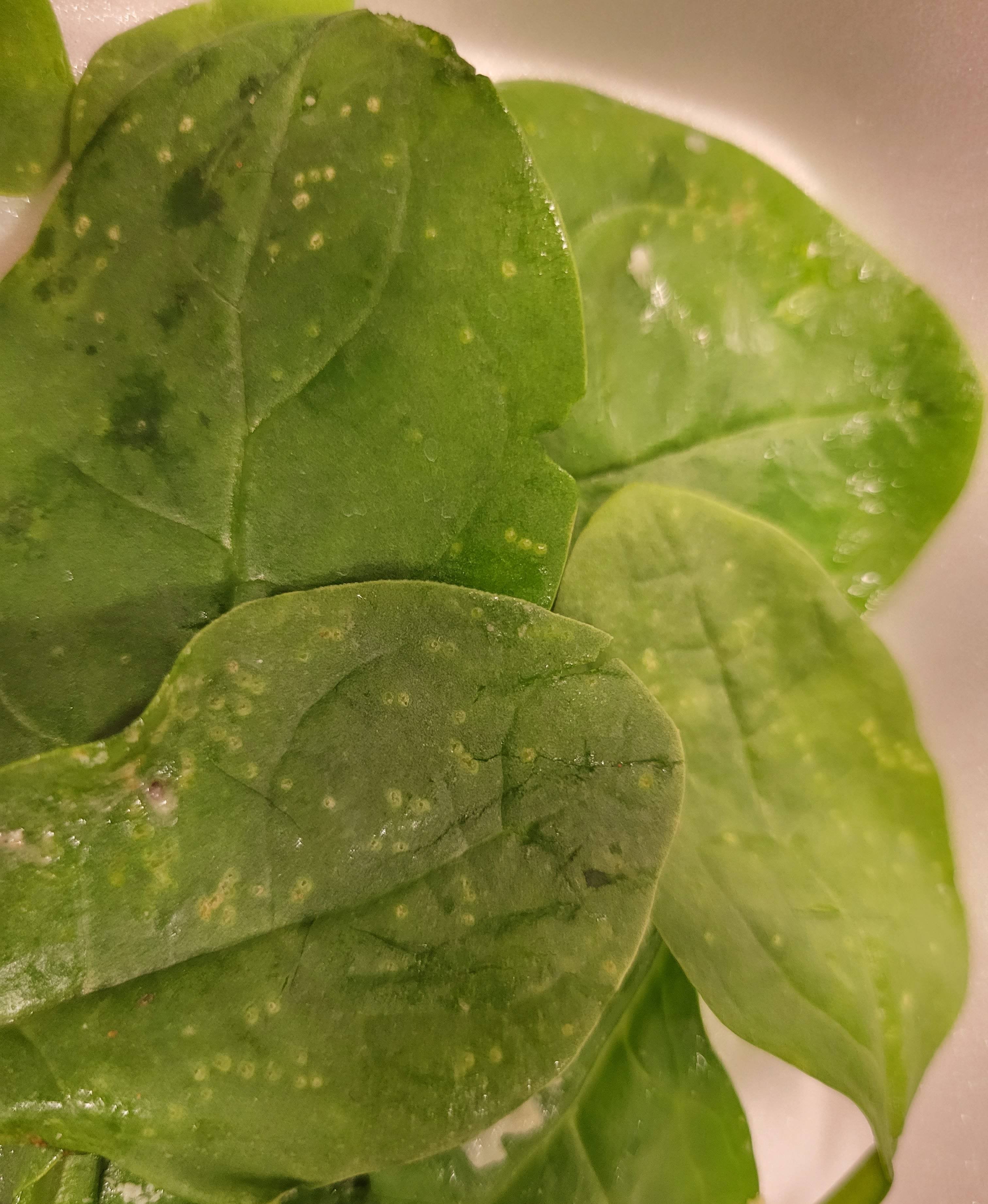 What are these spots on my Spinach and can I still eat it? Dining and