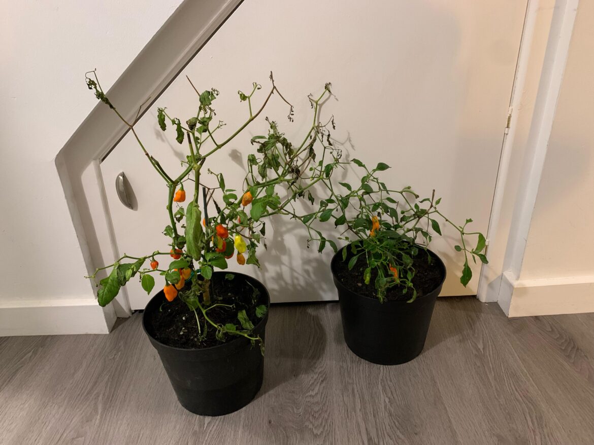 Tips to prune these? Think I might’ve left it too late